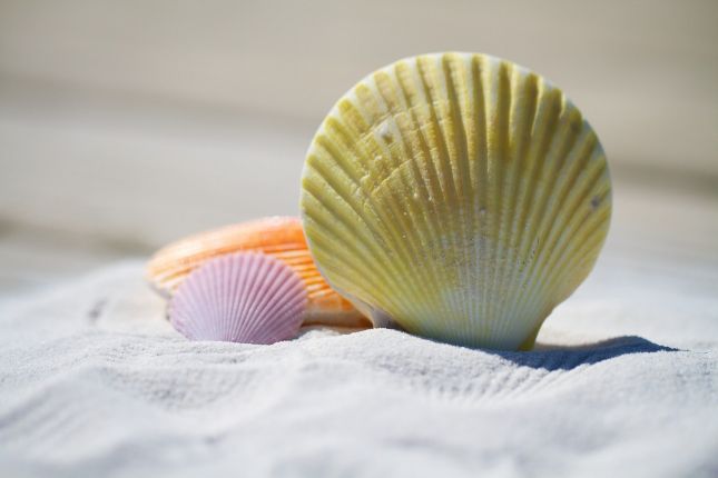 Coquillage.jpg
